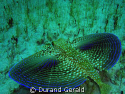 flying gurnard take off! (snorkling shoot) by Durand Gerald 